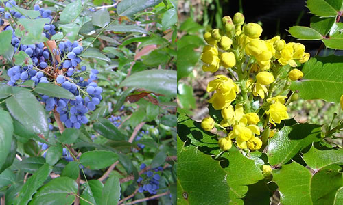 Oregon grape